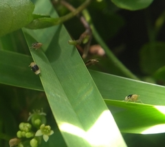 Syndelphax pseudoseminigra