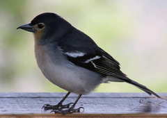 Fringilla coelebs palmae