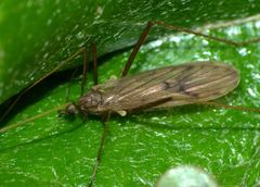 Amphineurus insulsus