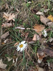 Leucanthemum vulgare