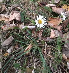 Leucanthemum vulgare