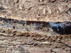 Entomobrya albocincta