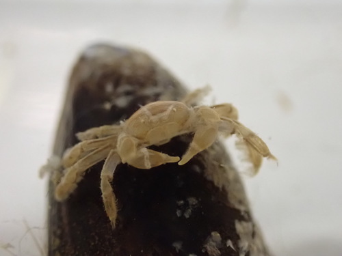 Pea Crab, photo 4 of 7