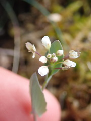 Noccaea perfoliata