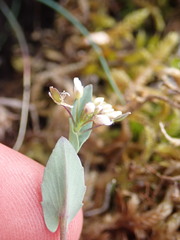 Noccaea perfoliata