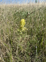 Castilleja citrina
