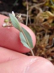 Noccaea perfoliata