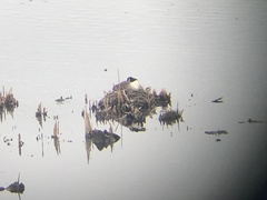 Branta canadensis