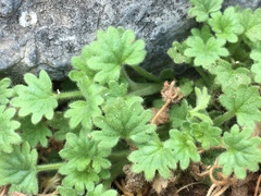 Phacelia geraniifolia