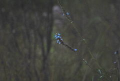 Salvia uliginosa
