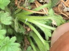 Phacelia geraniifolia