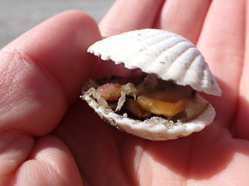 Pea Crab, photo 6 of 7