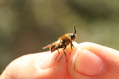 Stratiomys longicornis