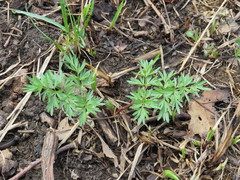 Perideridia americana