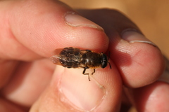 Stratiomys longicornis