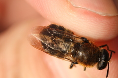 Stratiomys longicornis