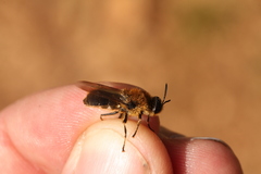 Stratiomys longicornis