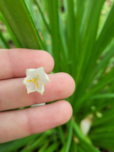 Leucojum aestivum