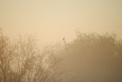 Patagioenas picazuro