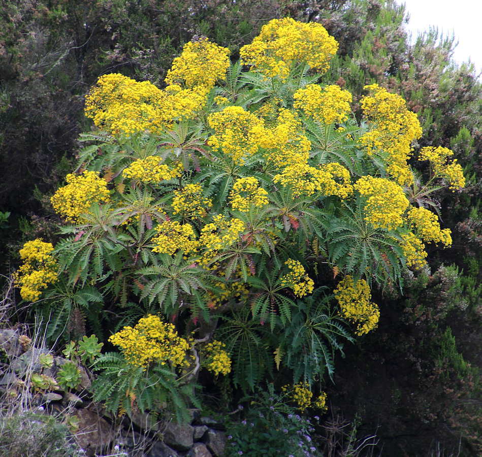 Cerraja palmera