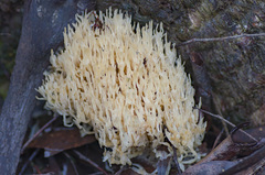 Aphelaria complanata