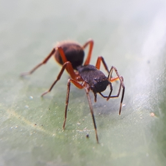 Myrmecotypus