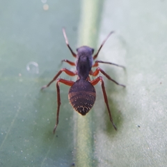 Myrmecotypus