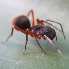 Myrmecotypus