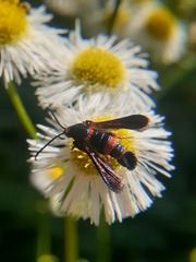 Synanthedon sapygaeformis