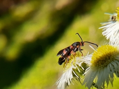 Synanthedon sapygaeformis