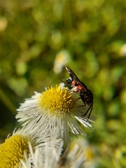 Synanthedon sapygaeformis