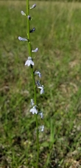 Lobelia appendiculata