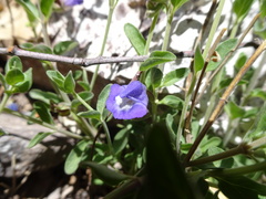 Scutellaria potosina