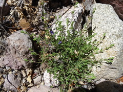 Scutellaria potosina