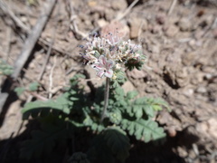 Phacelia arizonica