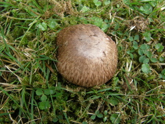 Agaricus