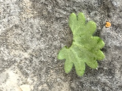 Phacelia geraniifolia