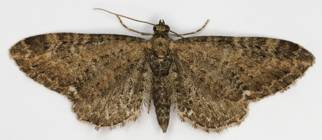 Common Pug, photo 1 of 10