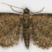 Eupithecia vulgata - Photo (c) janet graham, μερικά δικαιώματα διατηρούνται (CC BY)