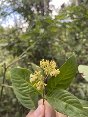 Palicourea pubescens