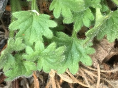 Phacelia geraniifolia
