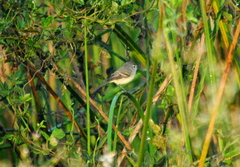 Serpophaga subcristata