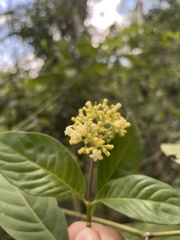 Palicourea pubescens