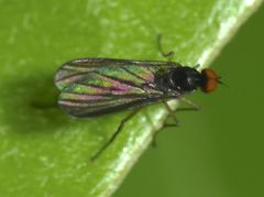 Apalocnemis