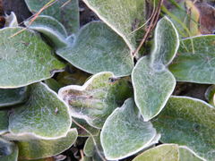 Helichrysum cephaloideum