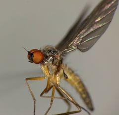 Apalocnemis