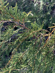 Juniperus maritima