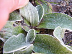 Helichrysum cephaloideum