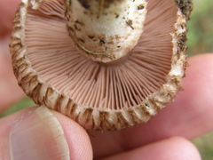 Agaricus