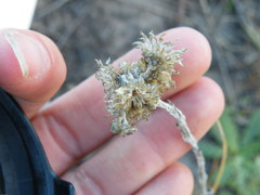 Helichrysum cephaloideum